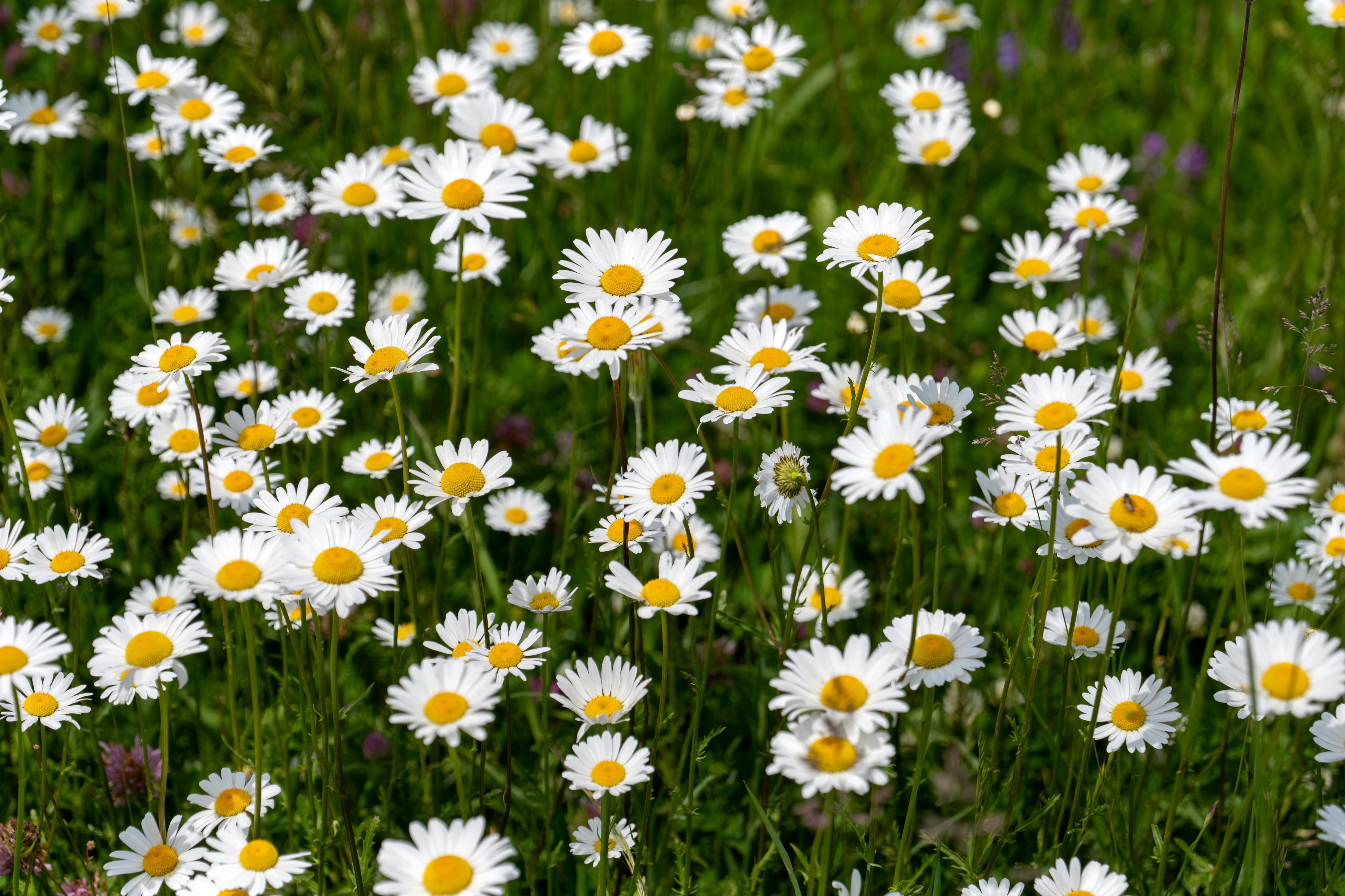 Un vibrante campo de margaritas de manzanilla en flor en primavera, mostrando la belleza de la naturaleza.