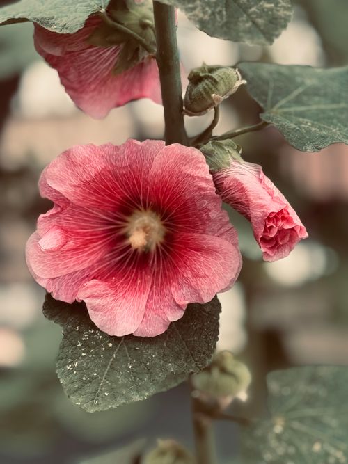 Free Detailed photo of a pink hollyhock flower showing texture and color. Stock Photo