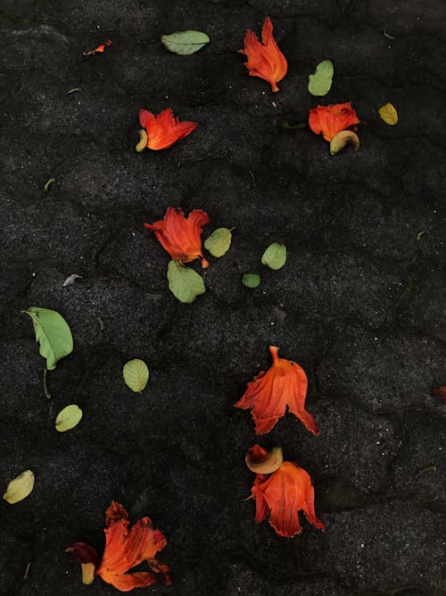 Orange and Green Leaves on Concrete Pavement