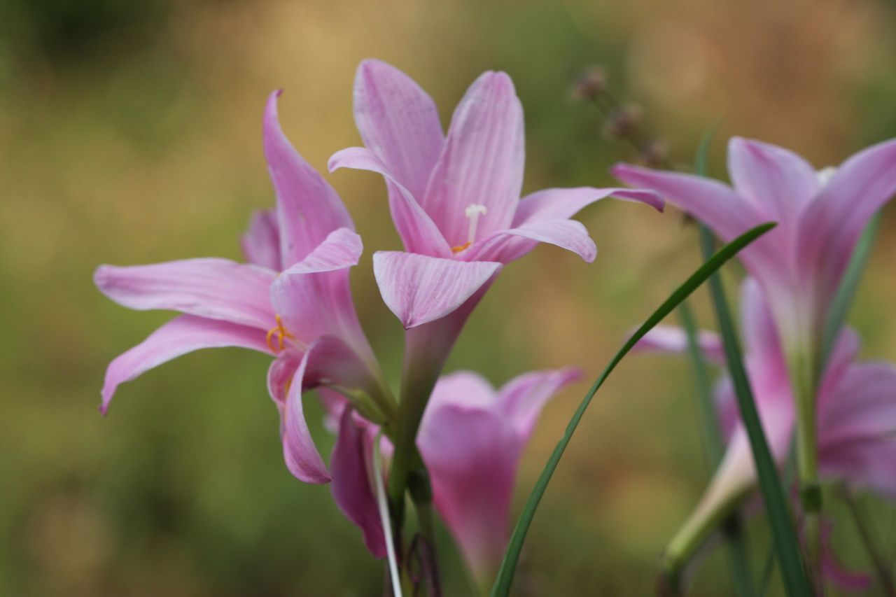 close up of pink zephyranthes flowers blooming in a garden showcasing