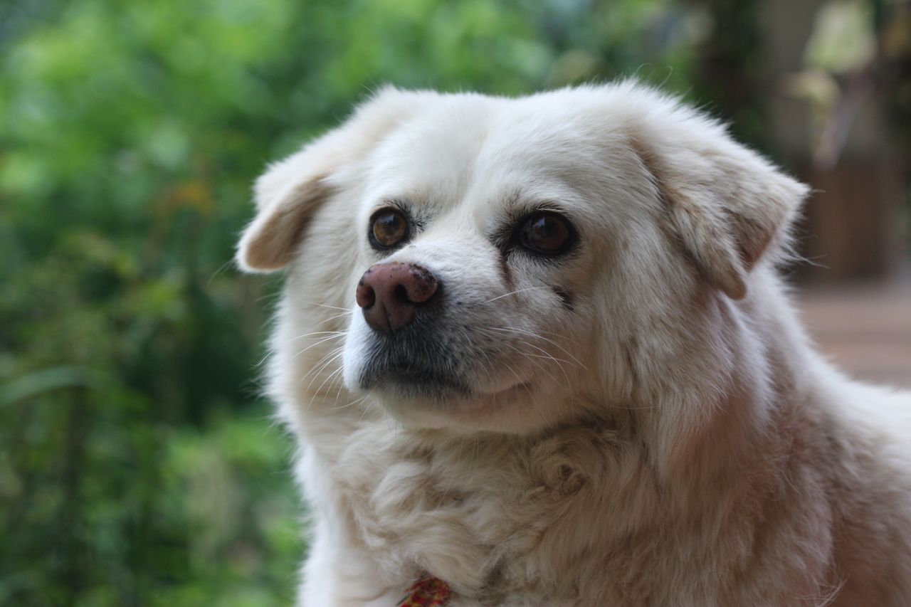 close up portrait of a fluffy white dog with a green outdoor backgroun