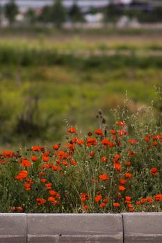 Beautiful red poppies blooming in a lush green spring meadow, offering a striking contrast with their vibrant color.