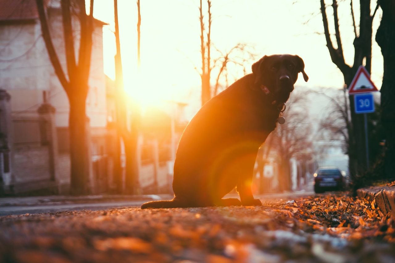 charming labrador retriever sits on a leafy street at sunrise capturin