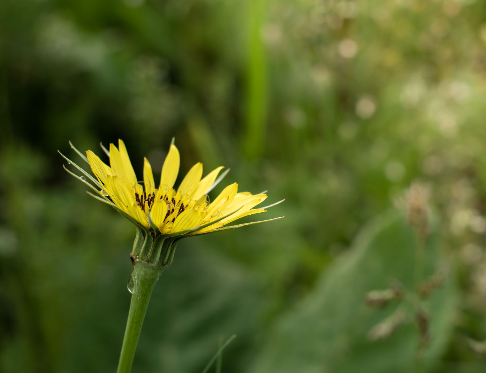 Wild Parsnip Burns: Understanding and Avoiding This Painful Skin Reaction