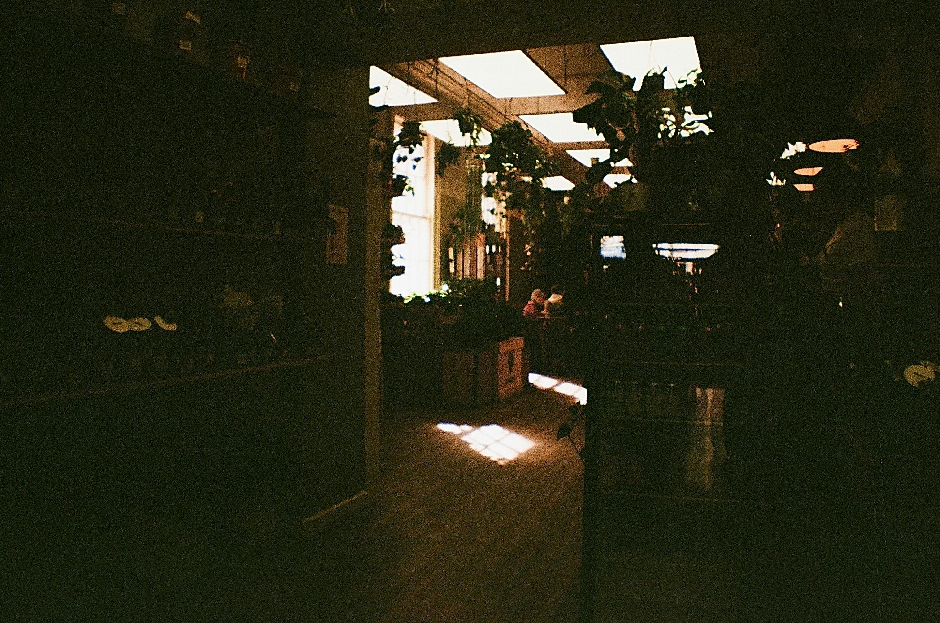 Gratuit Scène de café intérieur chaleureux avec des plantes et de la lumière naturelle créant une atmosphère apaisante. Photos