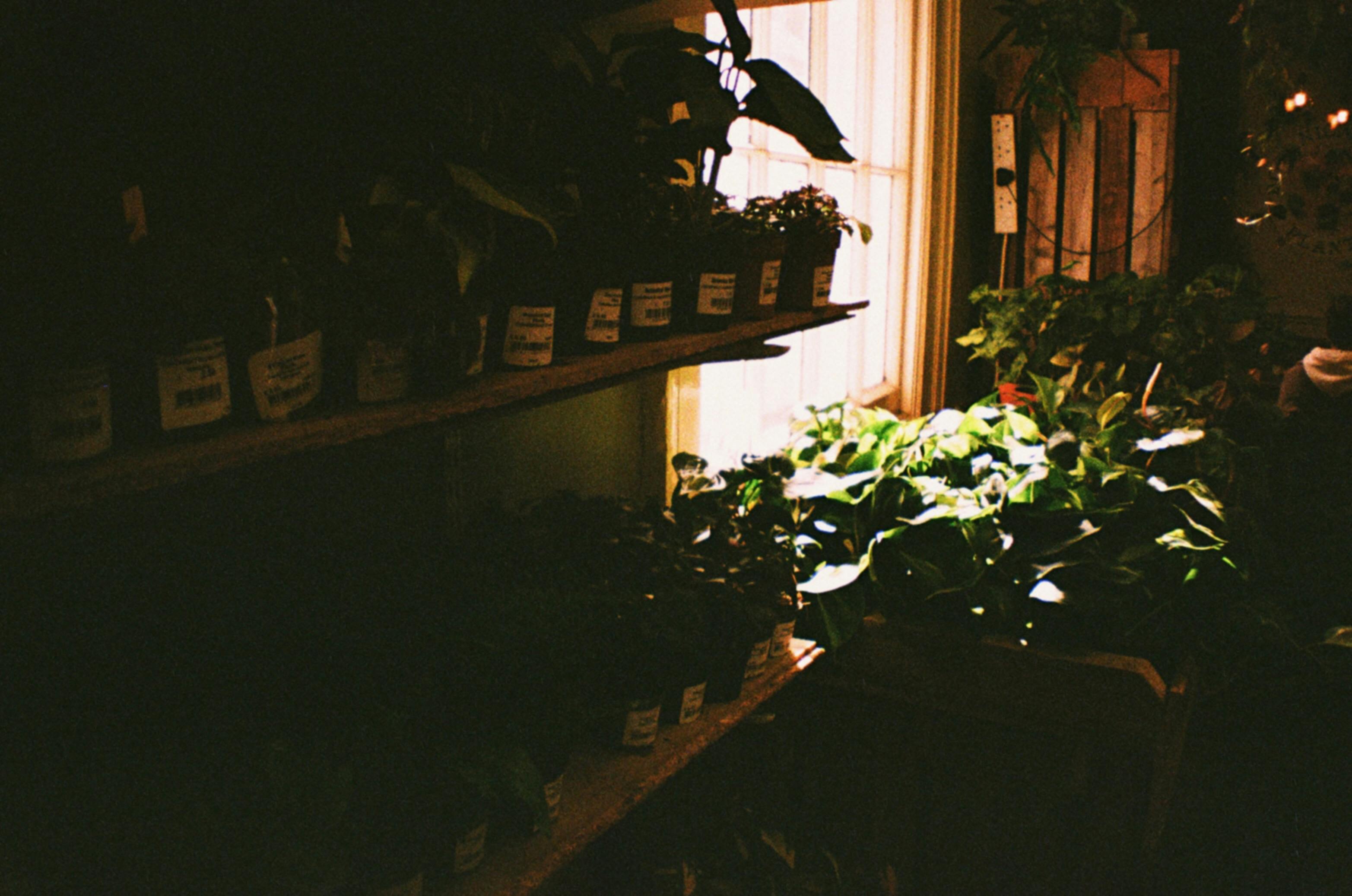 Gratuit Photos gratuites de 35 mm, affichage de la plante, art floral Photos