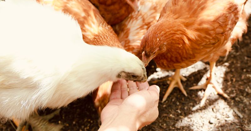 Poule de Soie : Guide Élevage 2026
