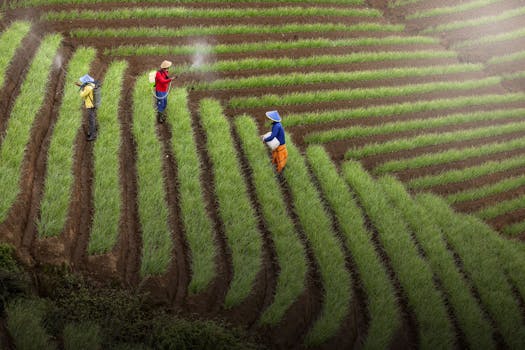Image related to the government's moong bean purchase plan. Farmers protest for higher prices. Moong dal prices and government intervention.