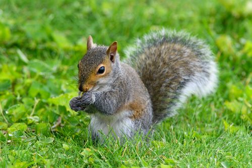 Free A lively grey squirrel sits on green grass, nibbling on a nut. Perfect for wildlife and nature themes. Stock Photo