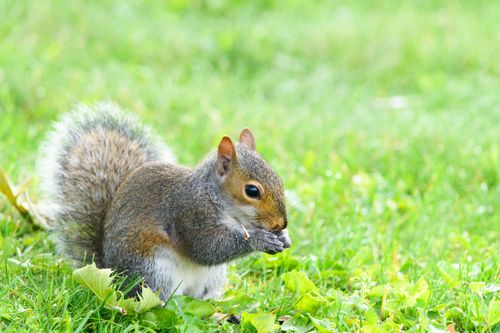 Free A gray squirrel nibbling food on vibrant green grass, captured on a sunny day. Stock Photo