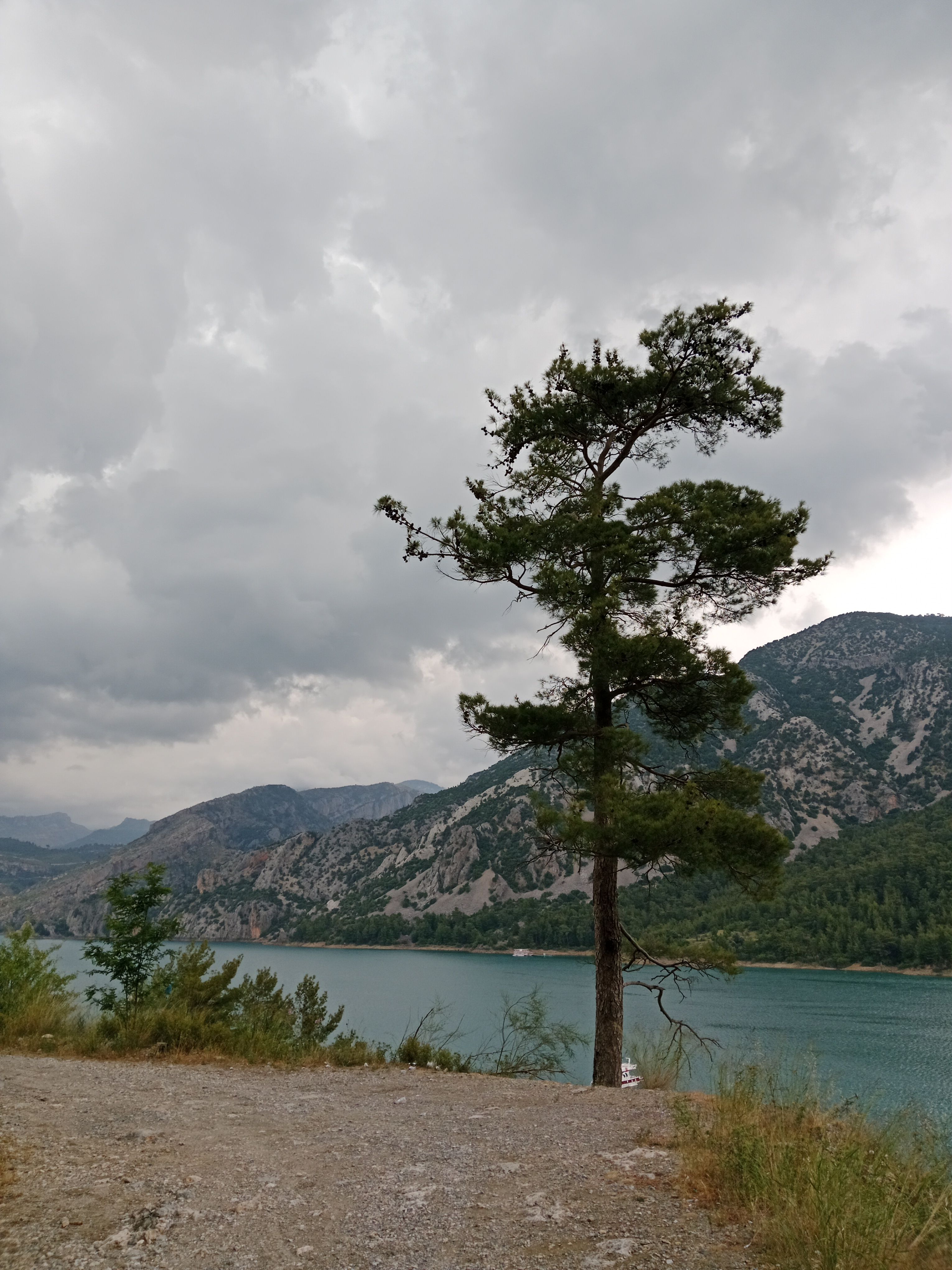 Lone Tree by Scenic Mountain Lake · Free Stock Photo