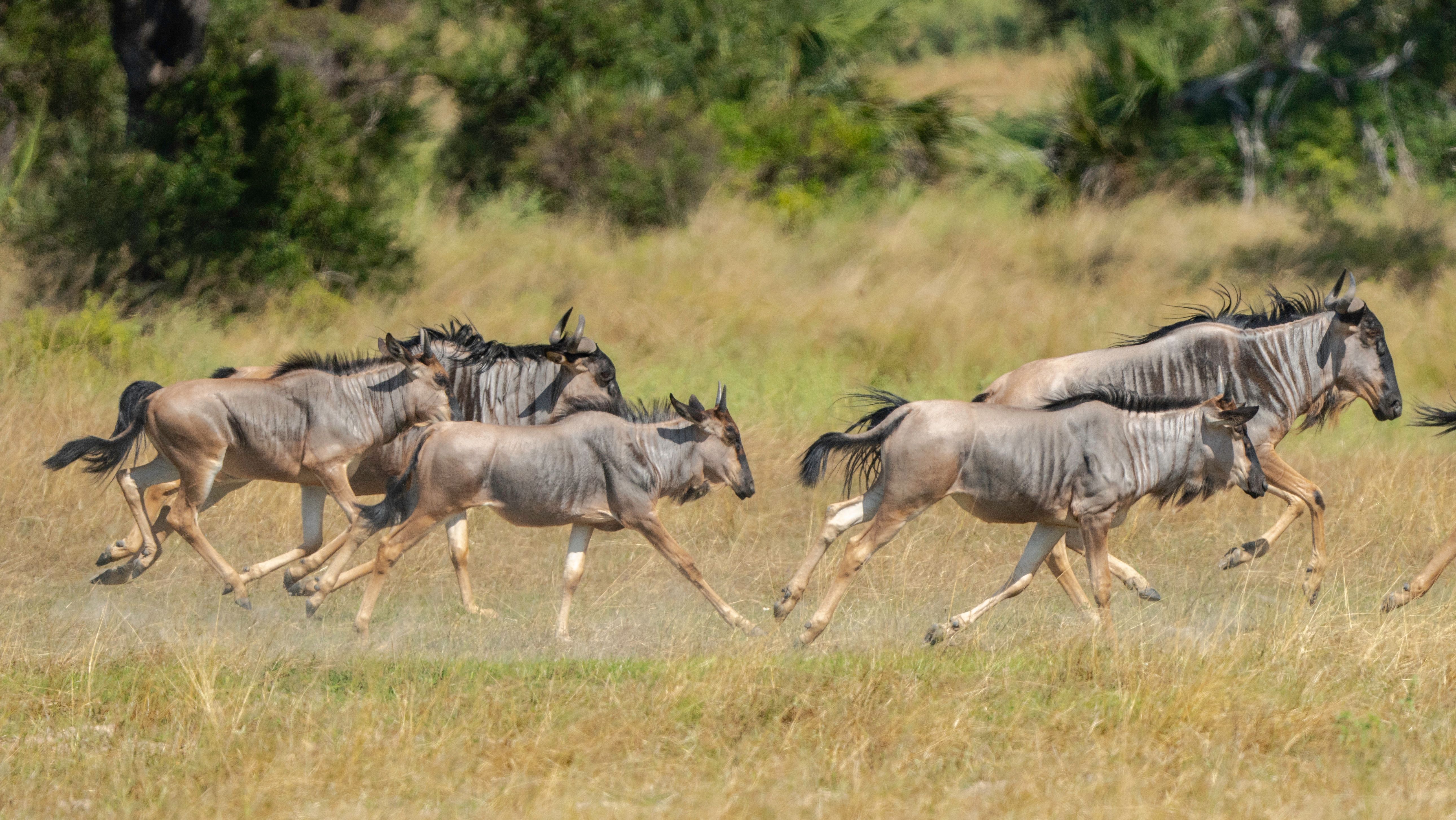 Animals Running Photos, Download The BEST Free Animals Running Stock ...