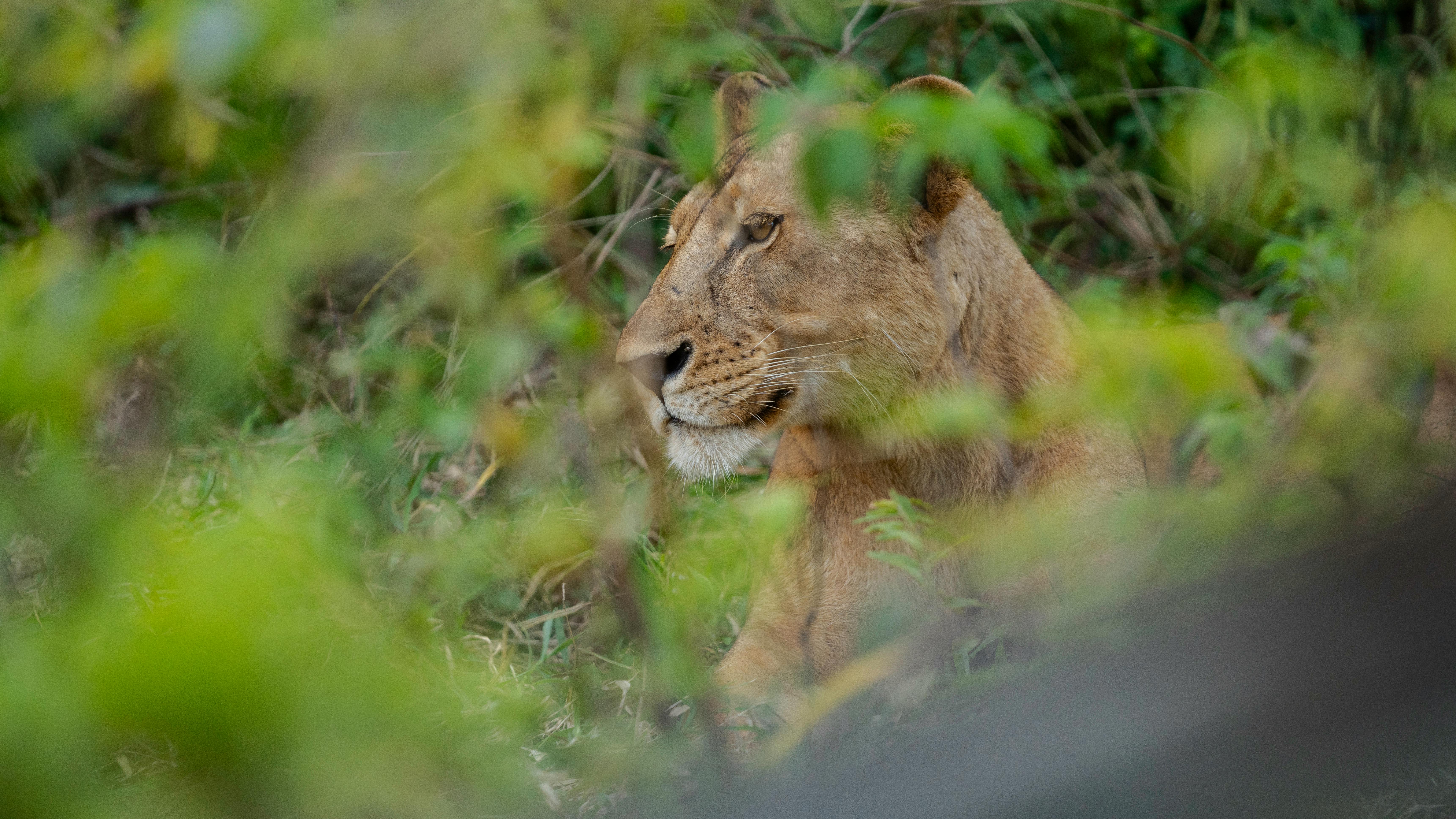 majestic lioness in tanzania safari jungle