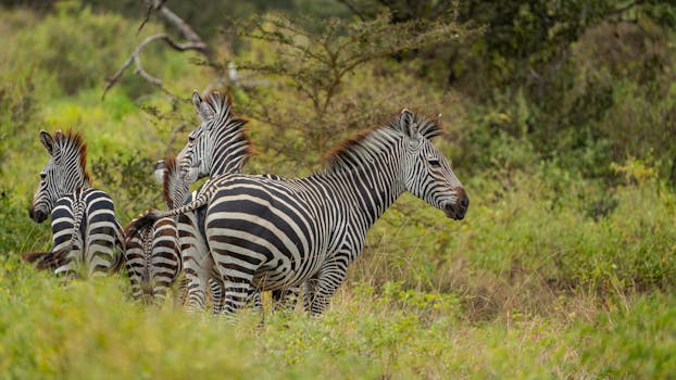 A serene scene of a zebra herd in Tanzania's green savannah, showcasing natural beauty.