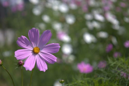 Free Close-up of a purple cosmos flower in full bloom at a garden in Lembang, Indonesia. Stock Photo