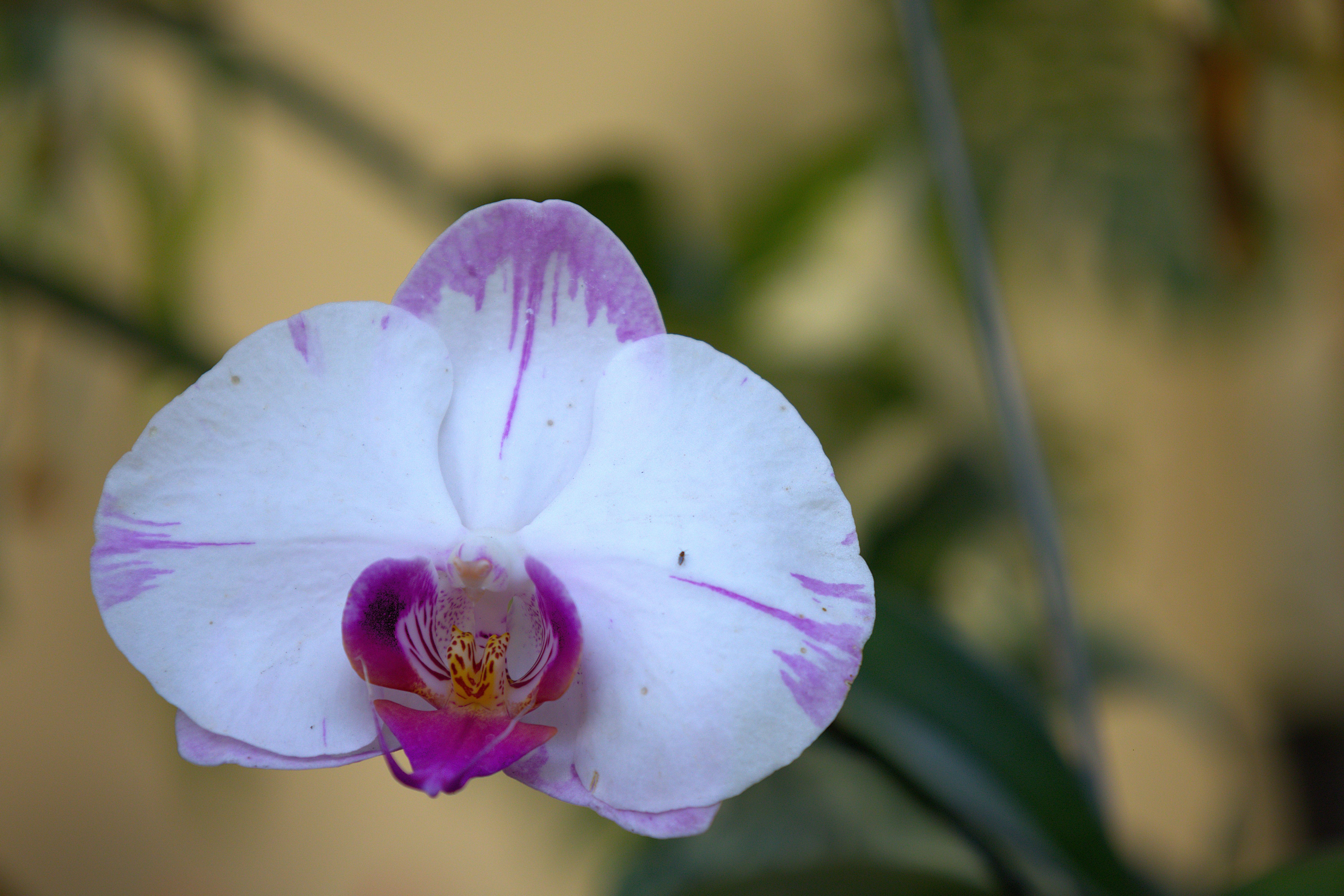 Close-Up of White and Purple Orchid in West Java · Free Stock Photo