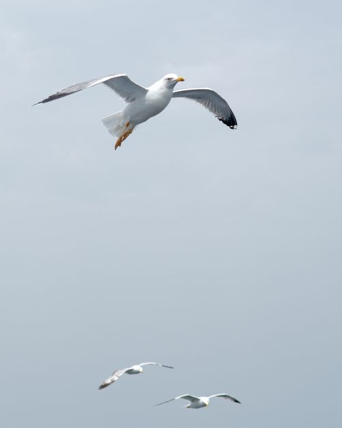 Free A seagull in mid-flight against a clear sky, symbolizing freedom and nature's beauty. Stock Photo