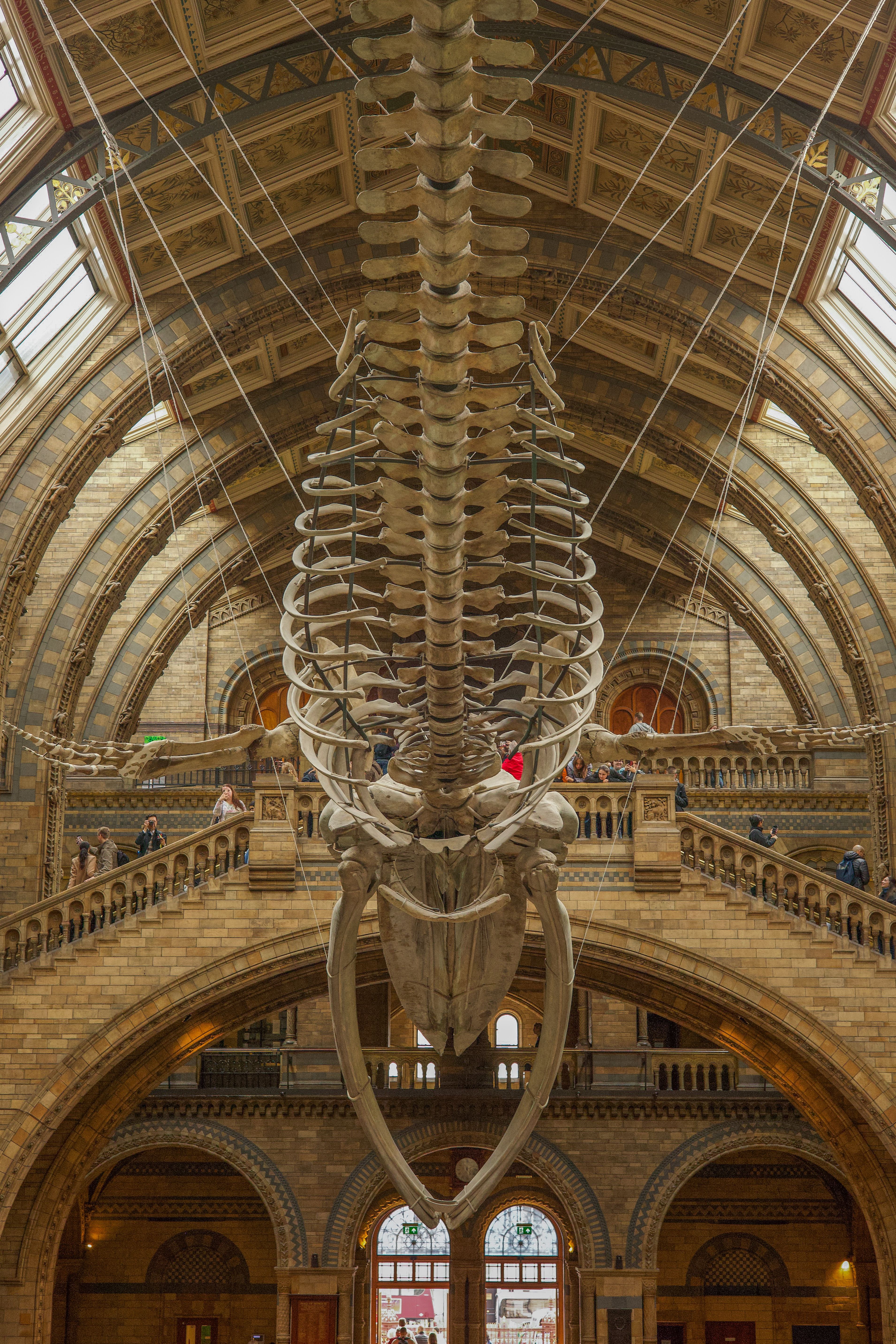 Skeletal Display at Natural History Museum, London · Free Stock Photo