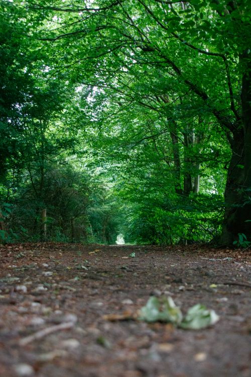 Free A tranquil forest path surrounded by dense green foliage, offering a serene natural escape. Stock Photo