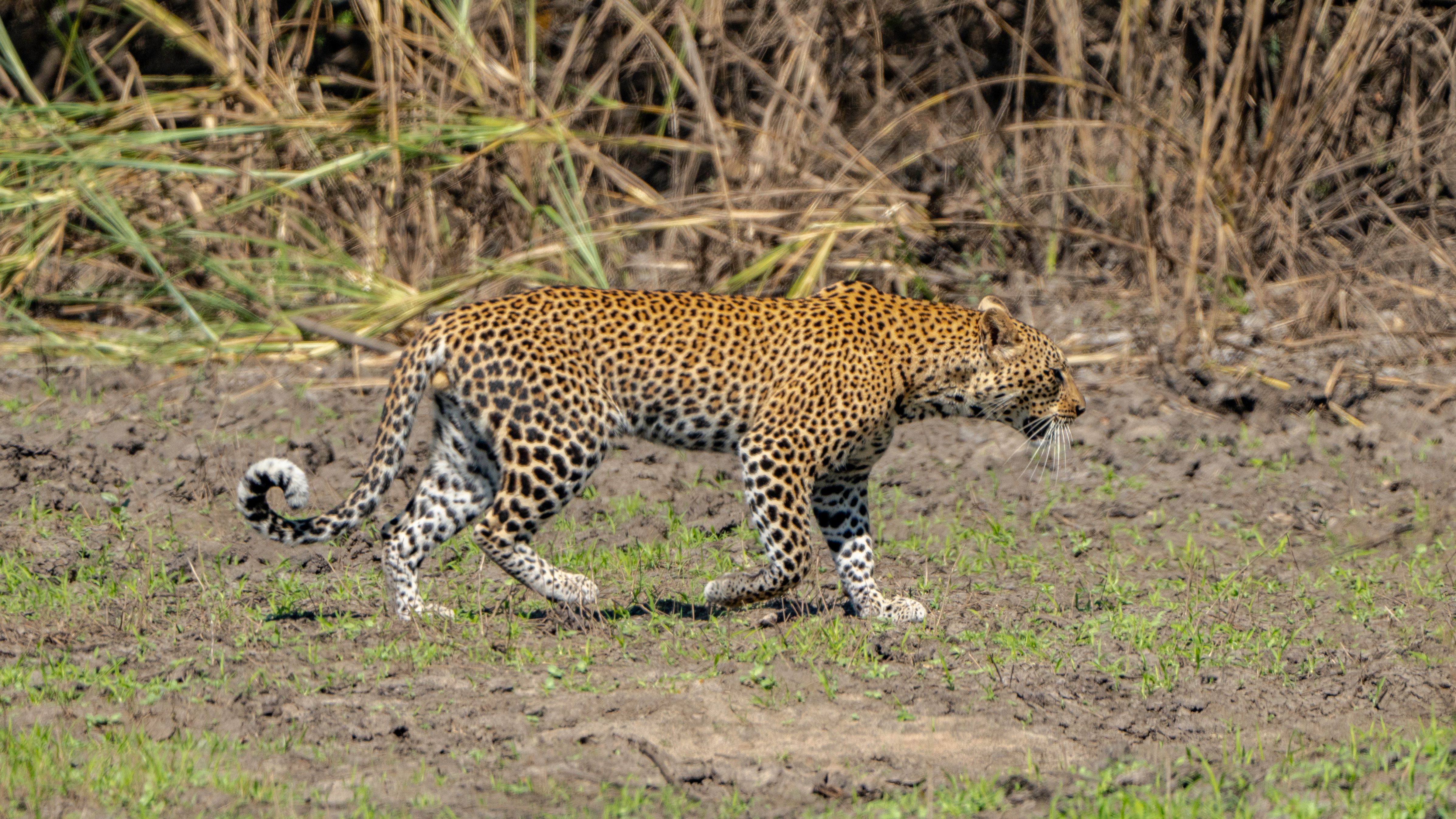 Side View of a Leopard · Free Stock Photo