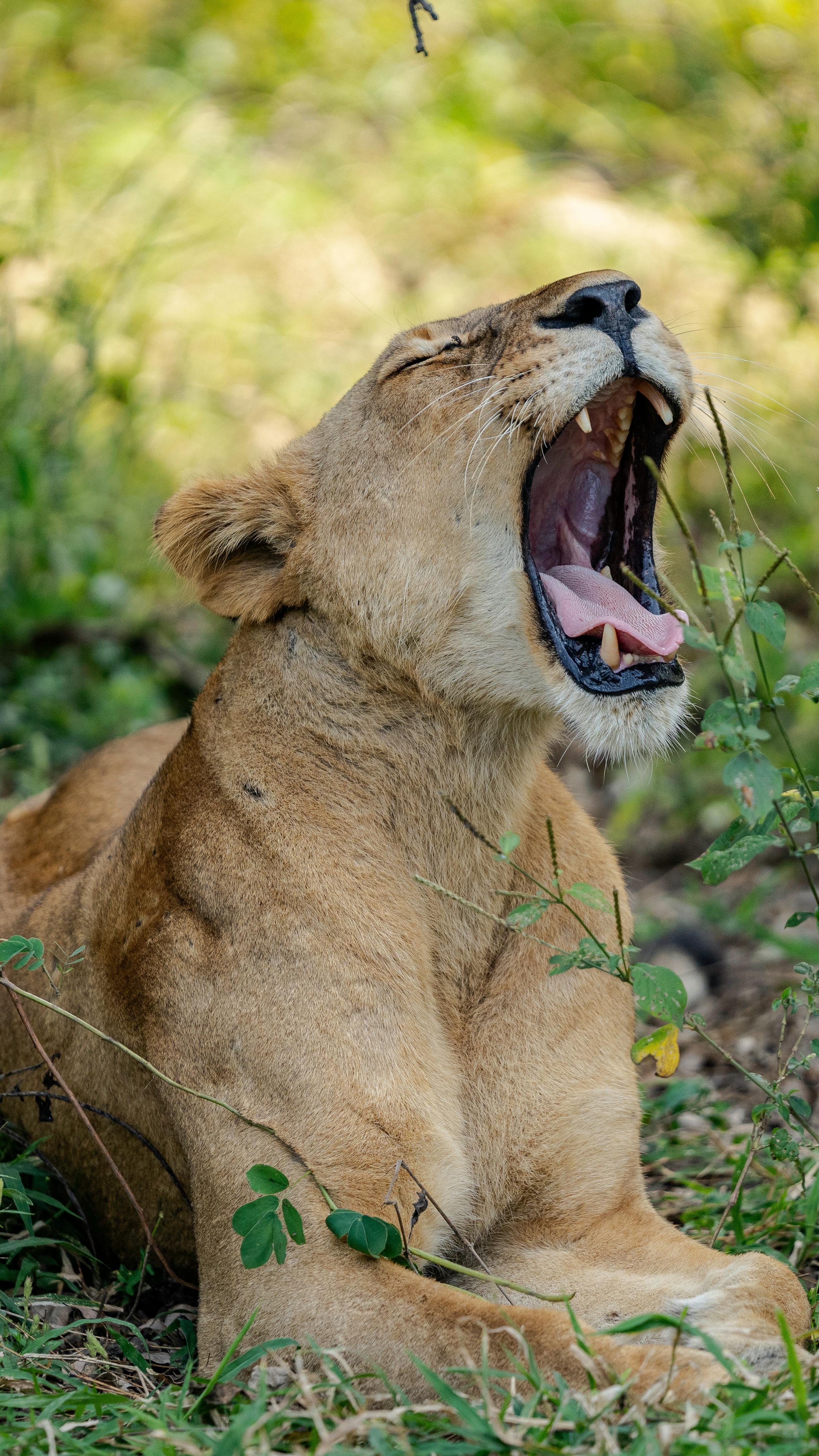 Lion pride before the fall ライオン写真集