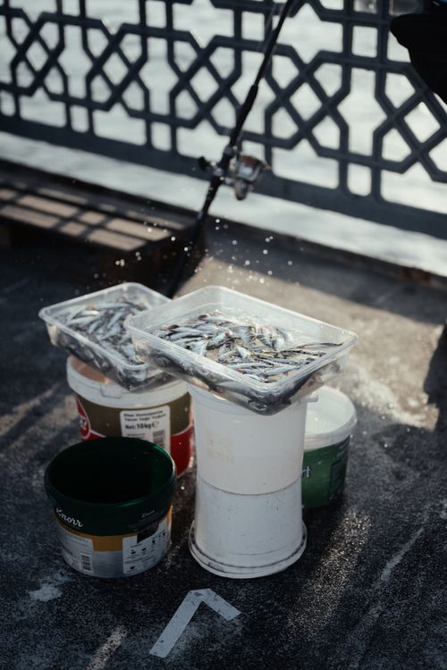 Free Fresh fish catch displayed in buckets on Galata Bridge, Istanbul, with fishing gear. Stock Photo
