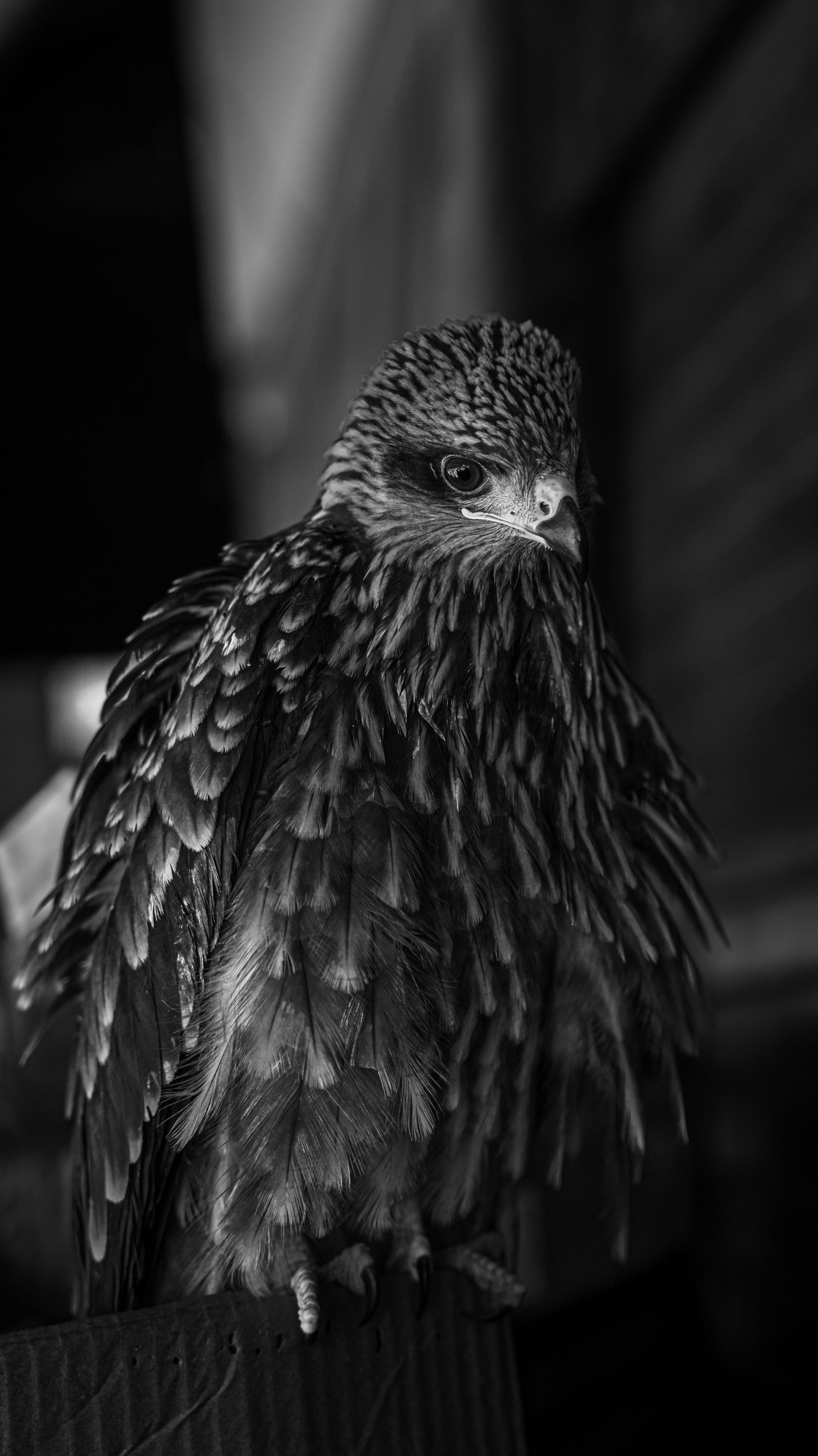 Elegant black and white portrait of a hawk showcasing its detailed plumage.