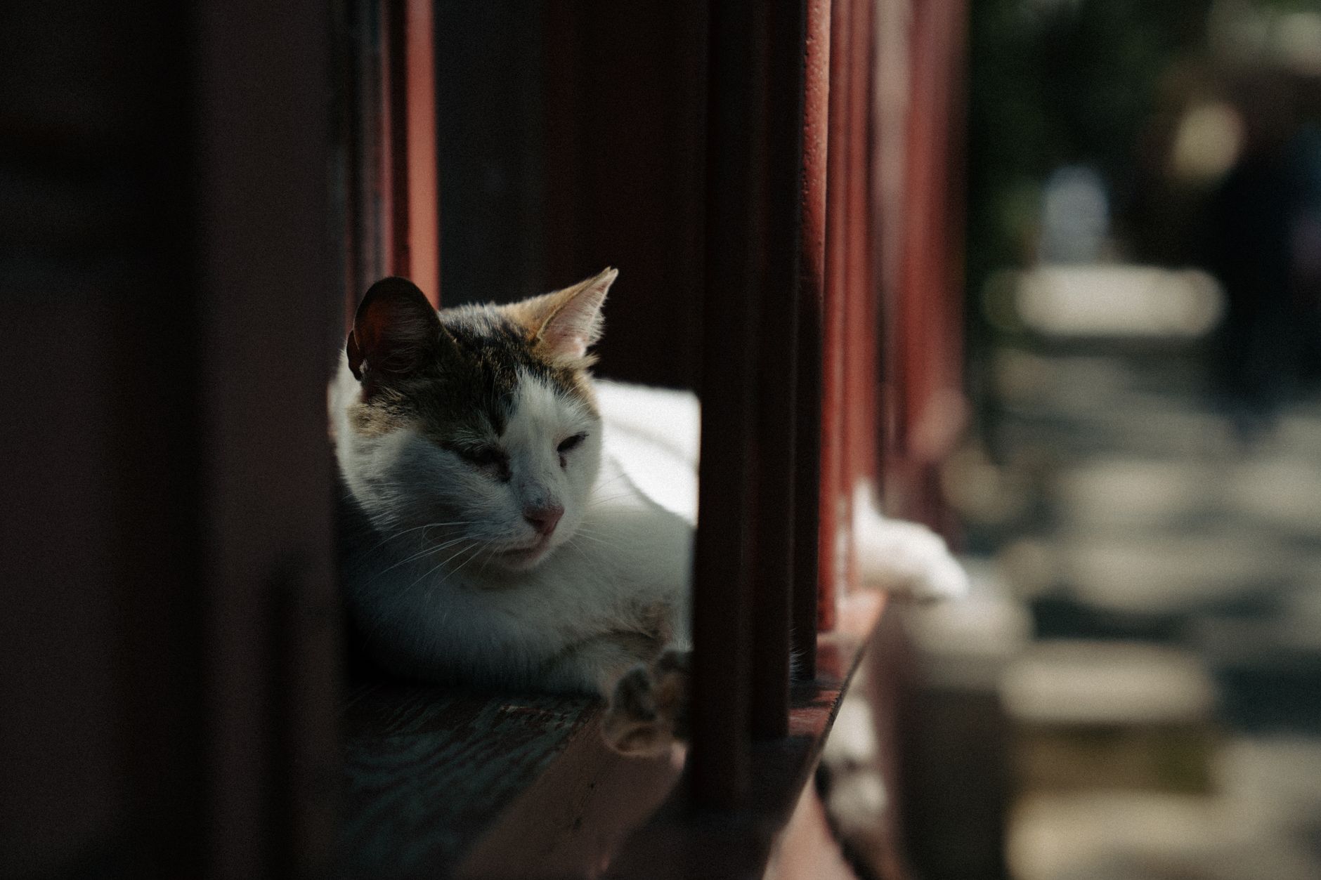 Portrait of a cat at a veterinary clinic