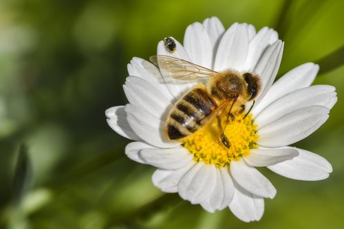 Free Close-up of a bee pollinating an oxeye daisy, capturing nature's beauty and pollination process. Stock Photo