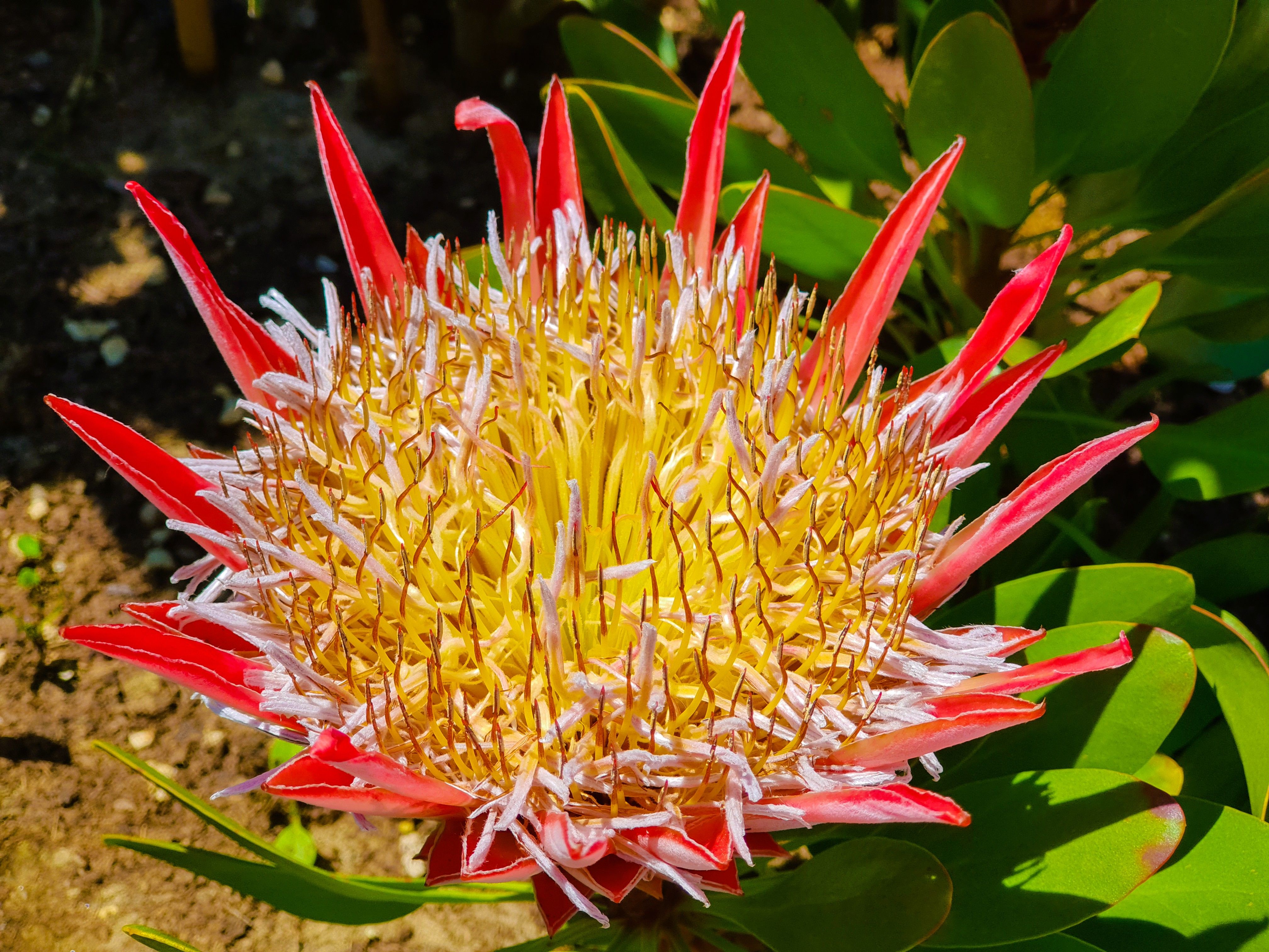 King protea and erica flowering on a mountain slope in the Kogelberg fynbos near Betty's Bay