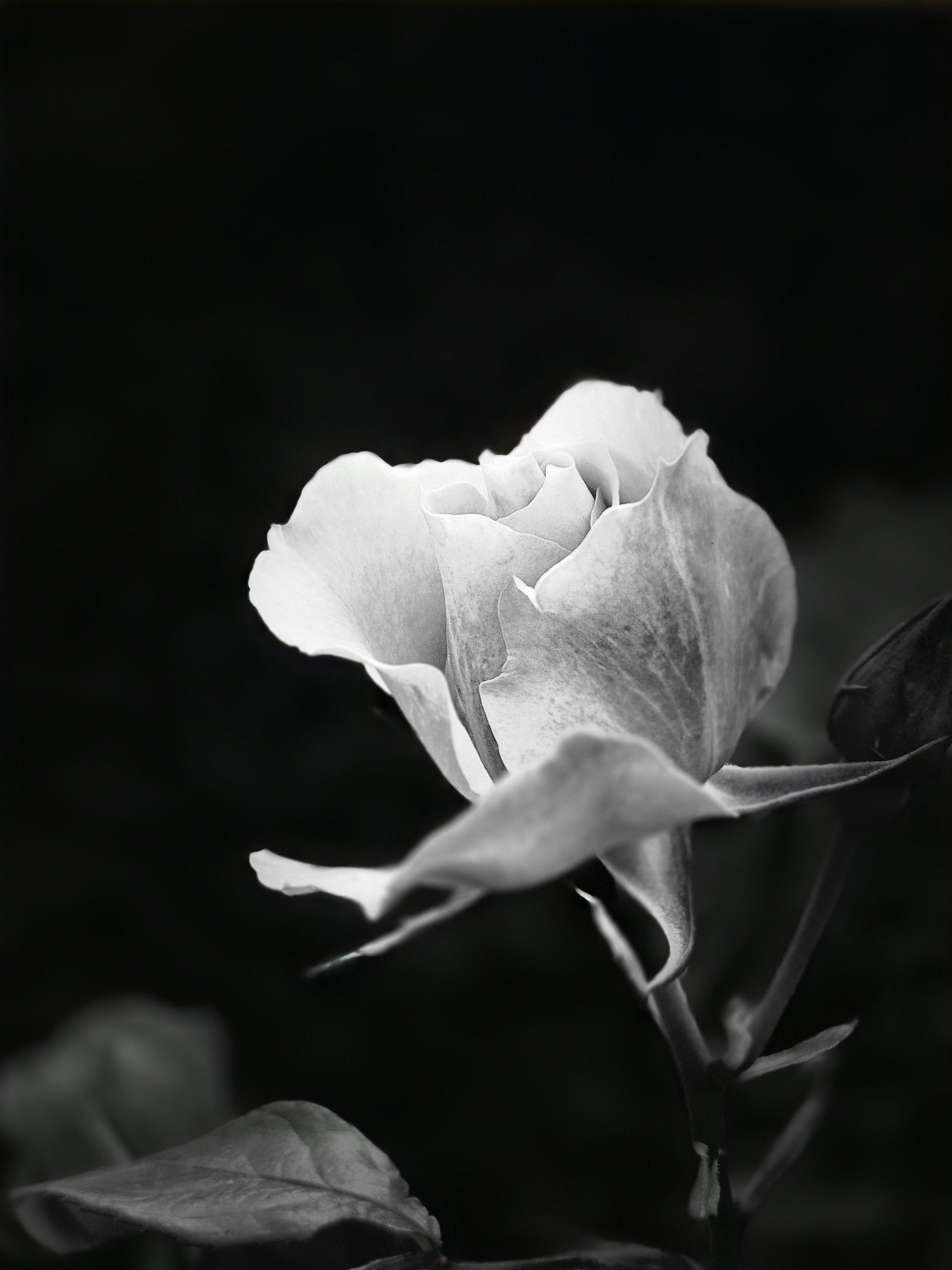 Stunning black and white photograph capturing the elegance of a single blooming rose.
