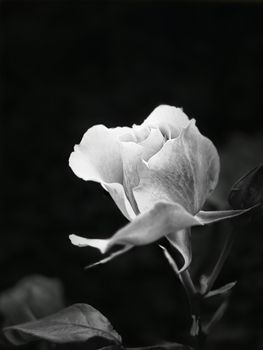 Stunning black and white photograph capturing the elegance of a single blooming rose.