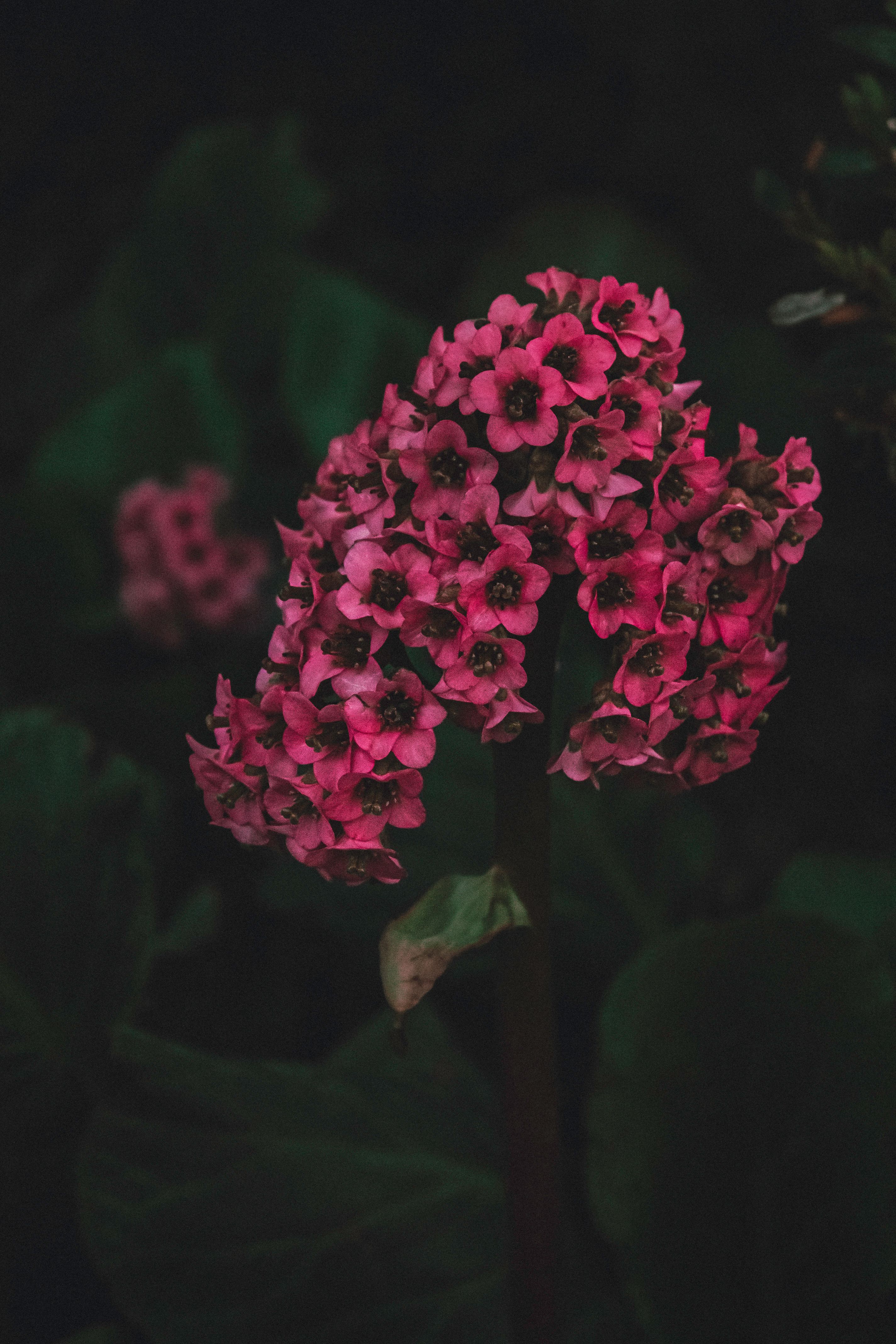 [ColoSach]-vivid-pink-bergenia-flowers-captured-in-soft-light,-showcasing-deep-details-and-vibrant-hues.