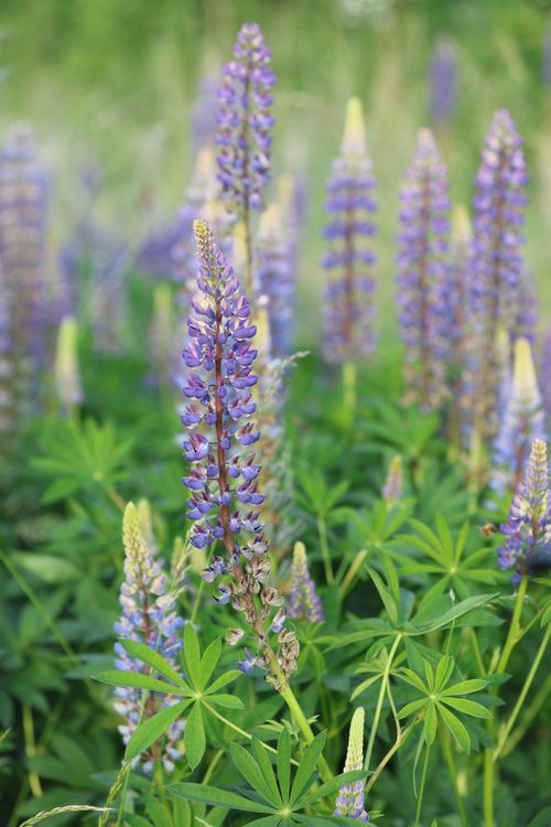 Free Close-up of colorful lupines in full bloom amidst lush green foliage on a sunny day. Stock Photo