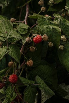Detailed view of ripe red raspberries and unripe fruit among lush green leaves.