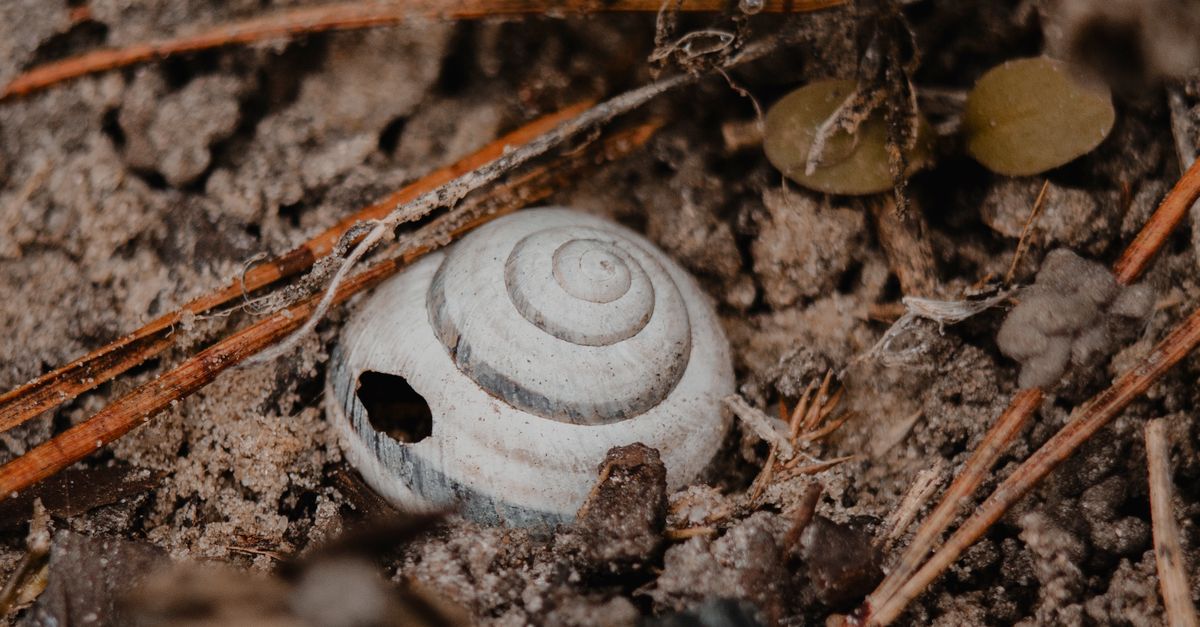 Snail Shell Ridge Close-up of a Snail Shell on Forest Ground · Free Stock Photo
