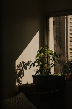 A houseplant by a window casting shadows, with a cityscape in the background creating a serene indoor ambience.