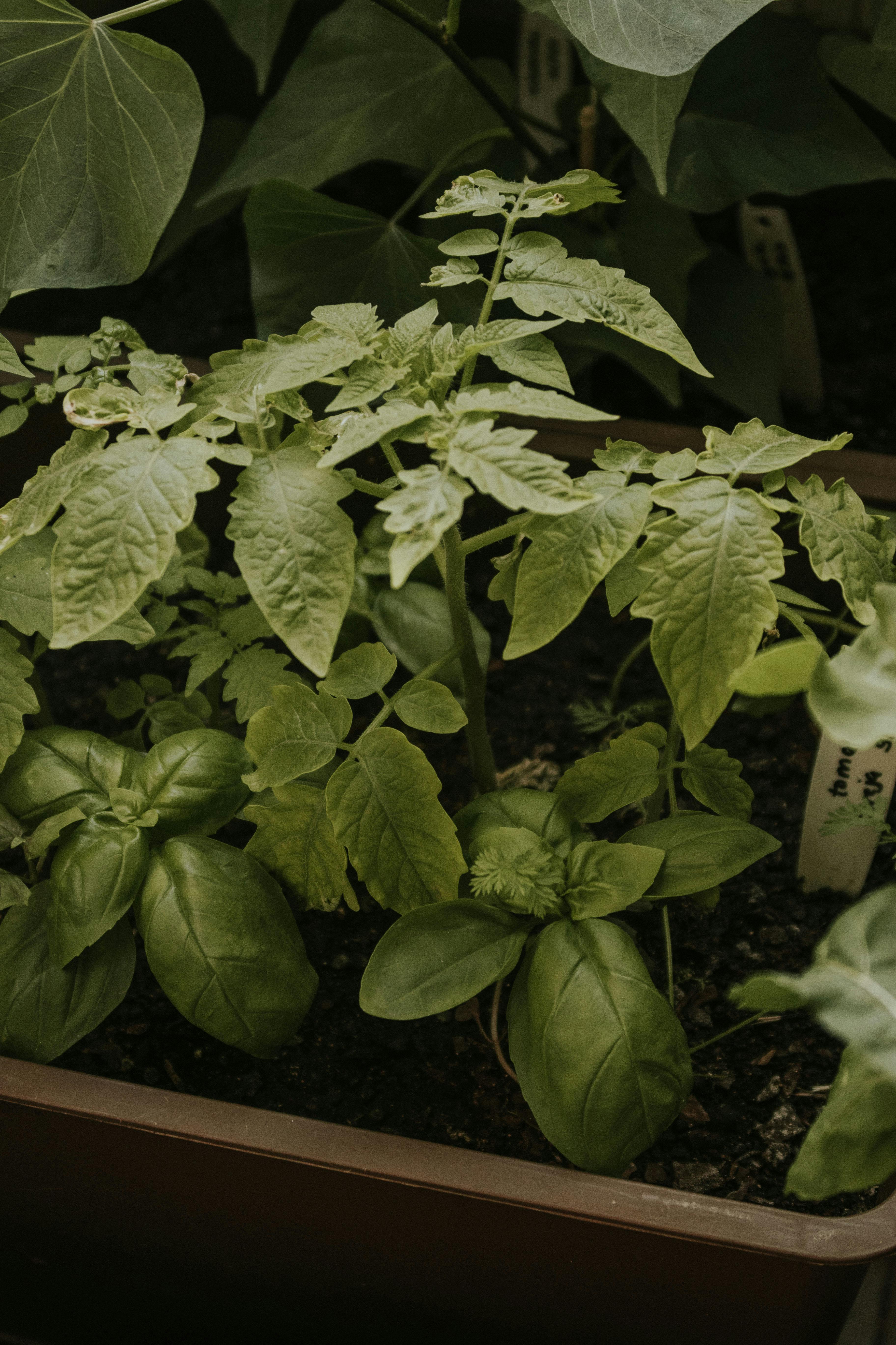 Close-up of tomato and basil plants growing indoors in a healthy vegetable garden.