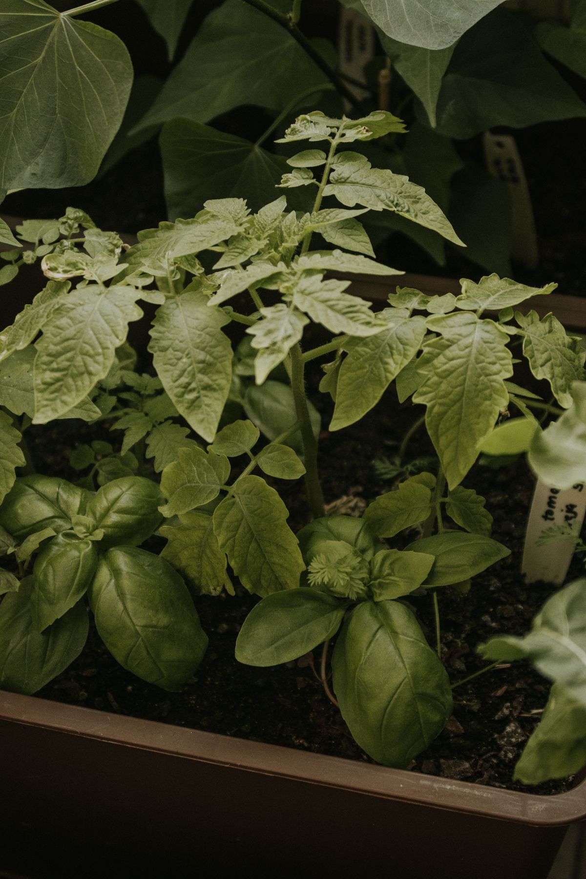 Lush vegetable garden with tomato and basil plants growing side by side in rich soil