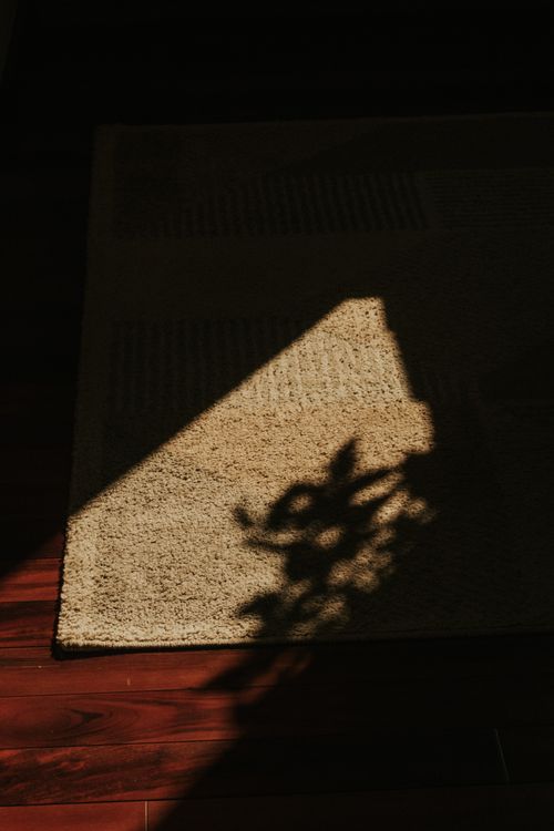 Free A play of light and shadow with sun casting a plant silhouette on a carpet indoors. Stock Photo