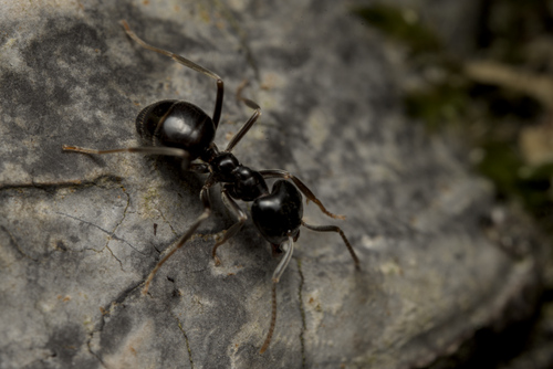 Free Glänzendschwarze Holzameise (Lasius fuliginosus) Stock Photo
