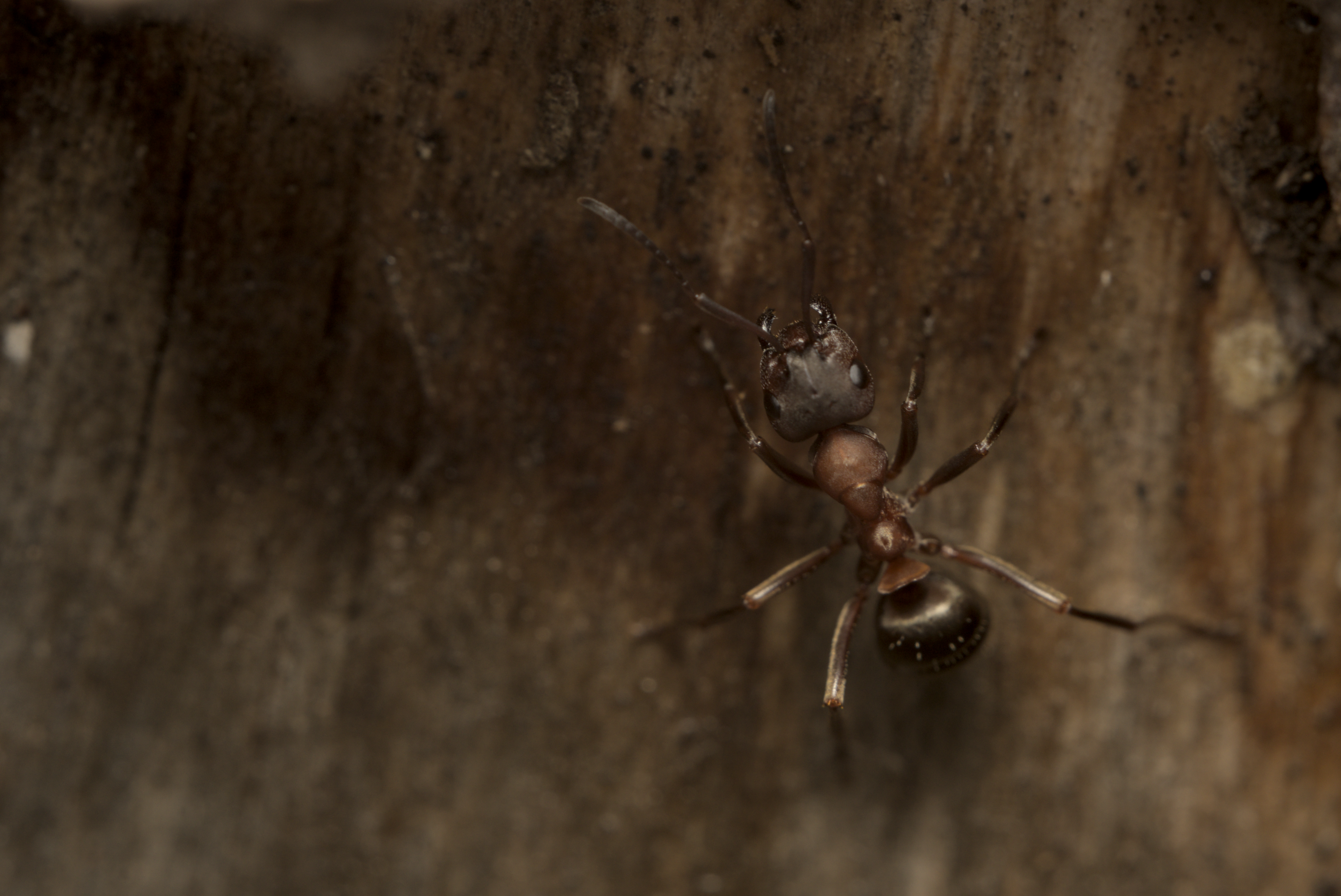 Detailed macro image of an ant exploring a wooden surface.