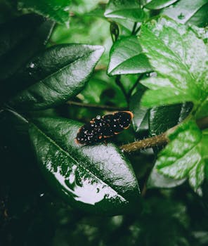 A close-up of a rain-drenched leaf with an insect, showcasing the lush greenery and freshness of an Indian forest.