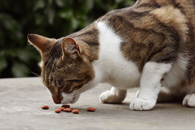 A cat out in unfamiliar territory, moving day from their eyes