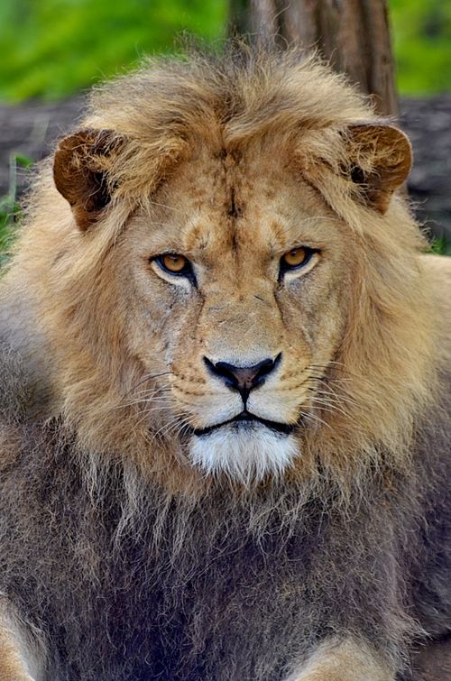 Free Intense lion gaze captured in a stunning close-up portrait in natural habitat. Stock Photo