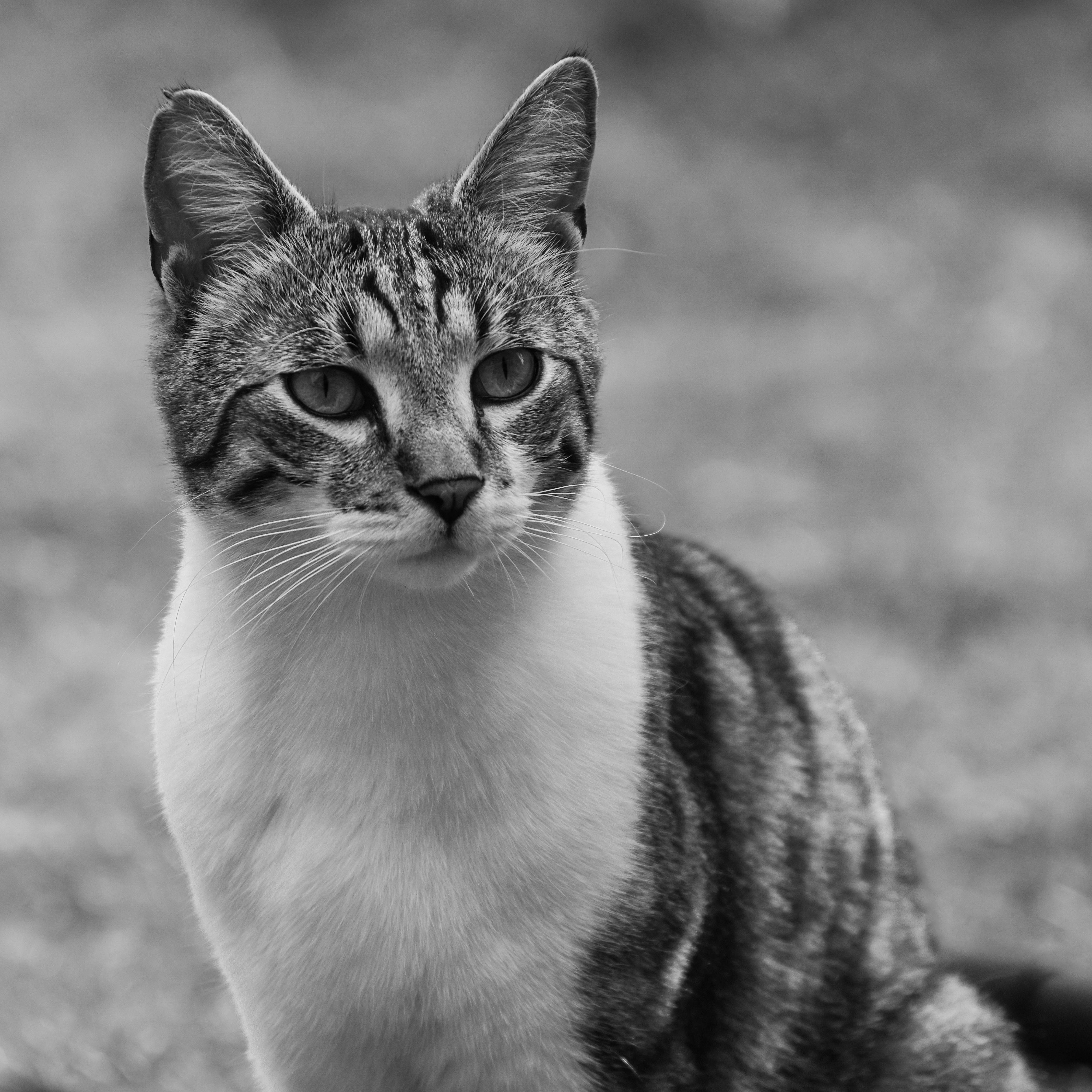 Elegant black and white portrait of a tabby cat sitting outdoors, showcasing its expressive eyes.