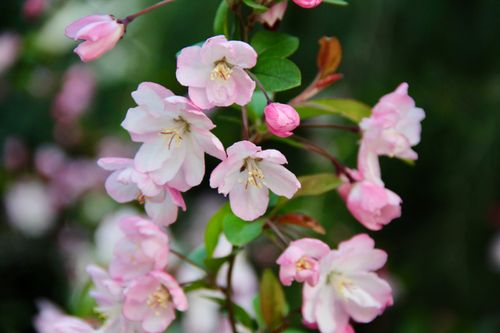 Free Beautiful close-up of pink cherry blossoms showcasing delicate petals and vibrant colors. Stock Photo