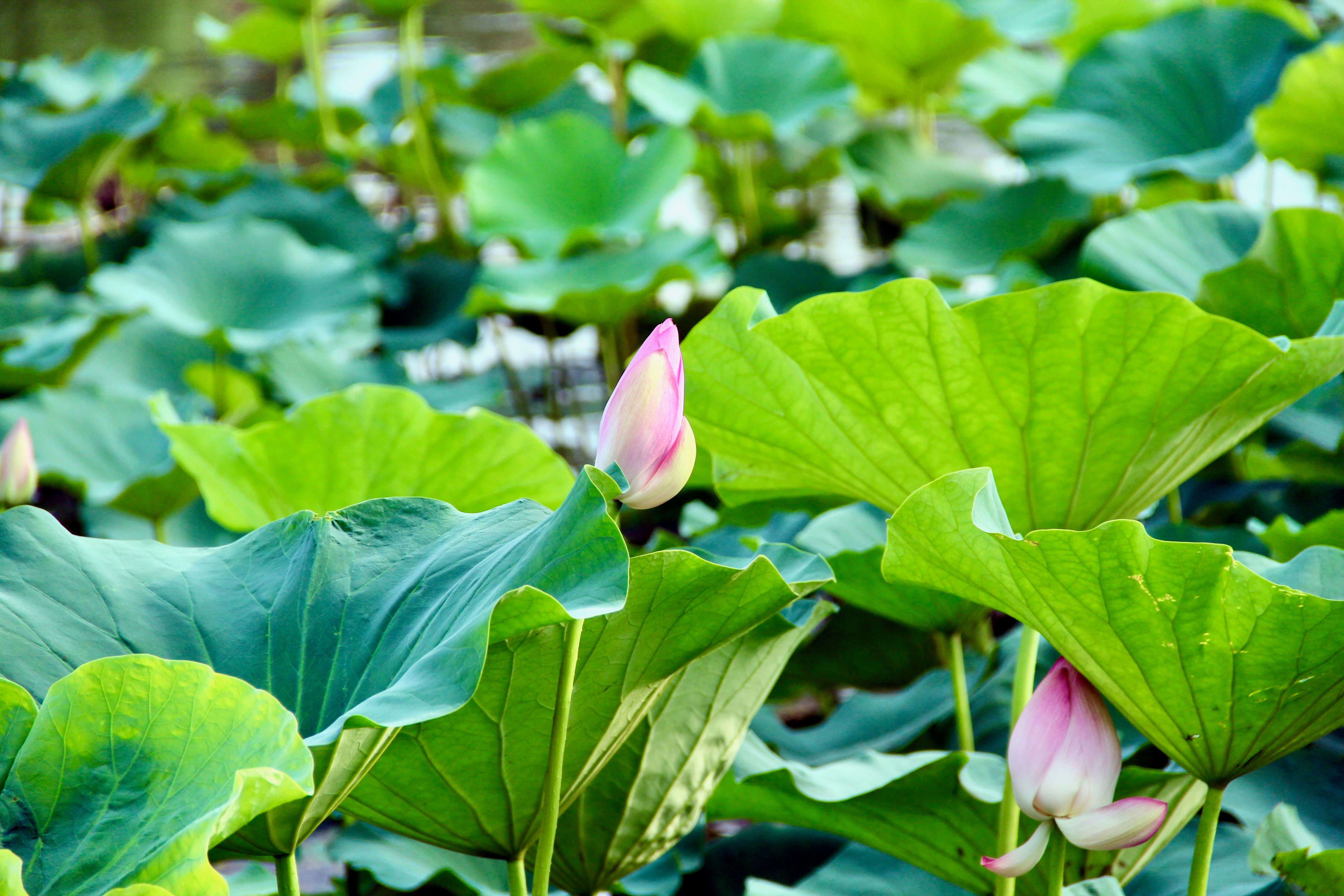 Vibrant Lotus Leaves and Buds in Fresh Bloom · Free Stock Photo