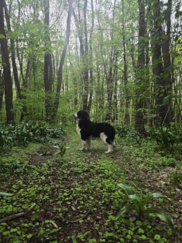 A black and white dog exploring a vibrant, green forest in spring.