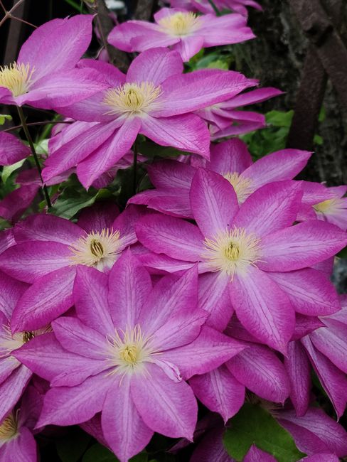 Close-up of vibrant pink Clematis flowers in full bloom outdoors, showcasing natural beauty.